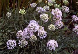 Allium Senescens Subsp Glaucum German Garlic A Clump Forming Eurasian Perennial Bulbous Plant With Attra Bulbous Plants Unusual Plants Long Lasting Flower