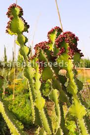 Image result for Euphorbia cooperi