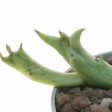 Image result for Orbea schweinfurthii