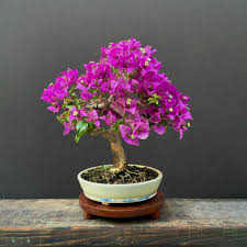 Image result for Bougainvillea