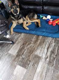 Search local classified ads at classifiedadslocal.com! German Shepherd Puppies For Sale Paducah Ky 347846