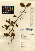 Image result for Balanitaceae