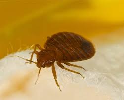 Providing general pest control services, termite, bed. Our Services Advantage Termite And Pest Control Quincy Il