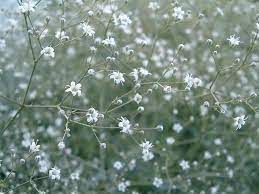 Pin By Wendy Chase Barnes On Final Collection Babys Breath Flowers Grow Your Own Wedding Flowers Baby S Breath Plant