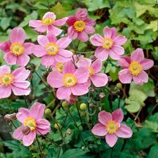 This plant grows 4 to 6 feet high and 2 to 4 feet wide, spreads quickly, resists deer and tolerates drought. Anemone X Hybrida September Charm White Flower Farm Anemone Flower Garden Layouts