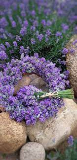 Jun 28, 2018 · add lavender to your bathroom decor to create a soothing retreat or include foxgloves in a bouquet to create a dynamic look. Purple Halo For You My Sister Lavender Garden Blue Flower Arrangements Lavender Flowers