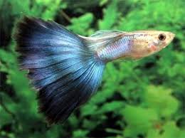 Guppy Fish Fact Fresh N Marine Aquarium Blog Guppy Fish Marine Aquarium Fish