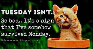 In my first 100 days, i will make taco tuesday the law.. Funny Happy Tuesday Morning Quotes With Images 11 August 2021