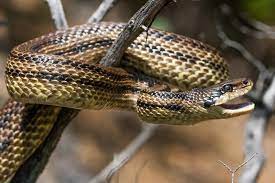 Elaphe Quatuorlineata Four Lined Snake Beautiful Snakes Snake Lined