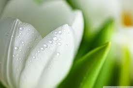 Tulip Hd Desktop Wallpaper High Definition Fullscreen Mobile White Tulips Tulips Flowers