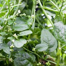 Image result for Basella