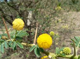 Image result for Acacia nilotica