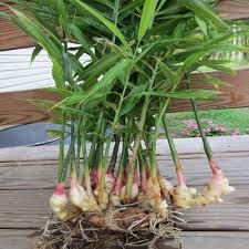 If planting in rows, keep each piece 8 inches (20 cm) apart. Green Ginger Plant For Outdoor Rs 5 Piece Devku Nursery Id 17461113112