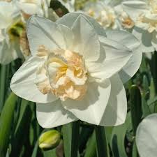 Daffodil Tender Beauty In 2020 Daffodils Beauty Beautiful
