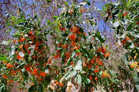 Image result for Cordia sinensis