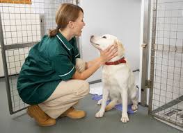 Now he is getting a second chance at life. Caring For A Starved Emaciated Dog Petmd
