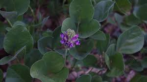 Image result for Psoralea glabra