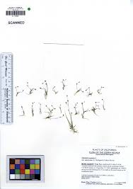 Image result for Subularia monticola