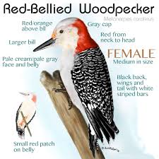 Black And White Spotted Bird With Red Neck Red Bellied Woodpecker Female Id Markings Woodpecker Red Patch