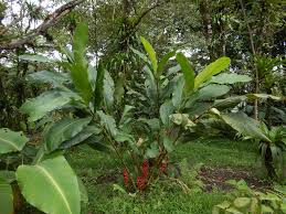 Image result for Renealmia