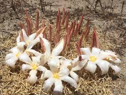 Image result for Gethyllis