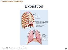 Systems of man body and organs. Organs And Organ Systems Respiratory System Respiratory System