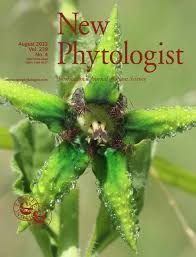 Image result for Ceropegia stenantha