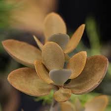 Kalanchoe Orgyalis Copper Spoons Care Growing Conditions And Photographs Plants Succulents House Plants