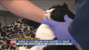 On average, cats can survive for up to 10 to 15 days without consuming food, if it is drinking. Cats Go Without Food Water For About 2 Weeks Youtube