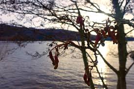 Da sich das ungeheuer trotz intensiver bemühungen von freund und feind bislang einer näheren. Das Geheimnis Von Loch Ness Schottland Reisebericht Reisedepeschen