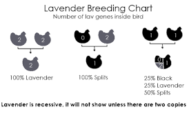 Ameraucana Breeding Chart Chickens Backyard Chart Lavender