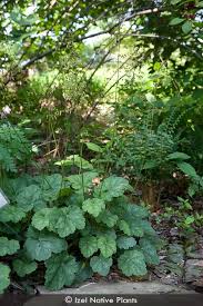 Image result for heuchera americana