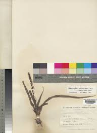 Image result for Chlorophytum stenopetalum