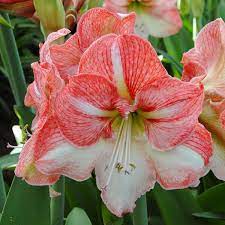 Amaryllis Sao Paulo Flower Size First Year8 To 9 Across 2016 Feb Cvety Neobychnye Cvety Cvetenie