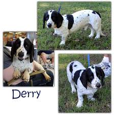 Black And White Basset Hound Mix Adopt Derry On Basset Hound Dog Basset Hound Mix Hound Dog