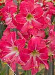 Very Floriferous Amaryllis Neon Hippeastrum Produces Trumpet Shaped Vibrant Fuchsia Pink Flowers Up T Beautiful Pink Flowers Amaryllis Beautiful Flowers