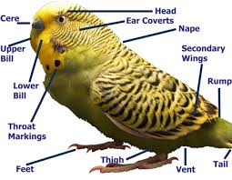 Bird And Pet Clinic Of Roseville Hours Image Budgie Information Budgies Budgies Bird Pet Birds