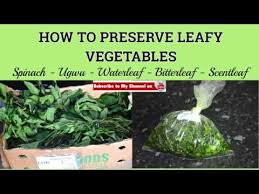 How to cook bitter leaf soup with cocoyam (ofe onugbu). How To Freeze Leafy Vegetables Spinach Ugwu Leaf Waterleaf Bitter Leaf Youtube