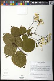 Image result for Clerodendrum fuscum