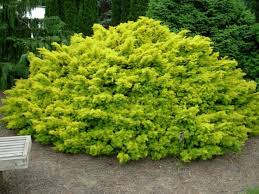 We did not find results for: Taxus Baccata Repens Aurea Repens Aurea English Yew Conifer Trinomial American Conifer Society