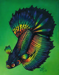 Black Orchid Rainbow Betta Betta Fish Betta Betta Fish Types