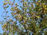 Image result for Acacia hockii