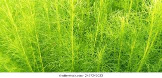 Image result for Casuarina junghuhniana