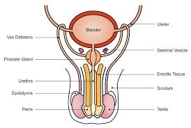 Learn about male anatomy with free interactive flashcards. Male Reproductive System Bioninja