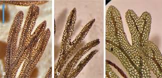 Image result for Abrodictyum rigidum