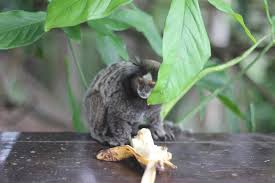 Irajá Gastrô | boteco do jb