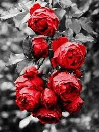 Red and black flowers pics. Garden Red Flower On Black Flowers Paint By Number Numeral Paint