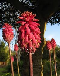 Maybe you would like to learn more about one of these? Forest Lily Sand Onion Winter Red Hot Poker Veltheimia Bracteata Native To South Africa A Deciduous Bulb Rang Summer Flowering Bulbs Bulbous Plants Plants
