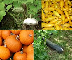 Image result for Cucurbitaceae