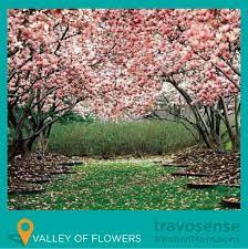 Travosense Presents Indianmonsoons 3 The Valley Of Flowers The Stunning Landscape Of The Valle Cherry Blossom Wallpaper Blossom Trees Spring Wallpaper